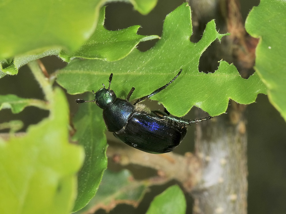Mimela aurata , Rutelidae